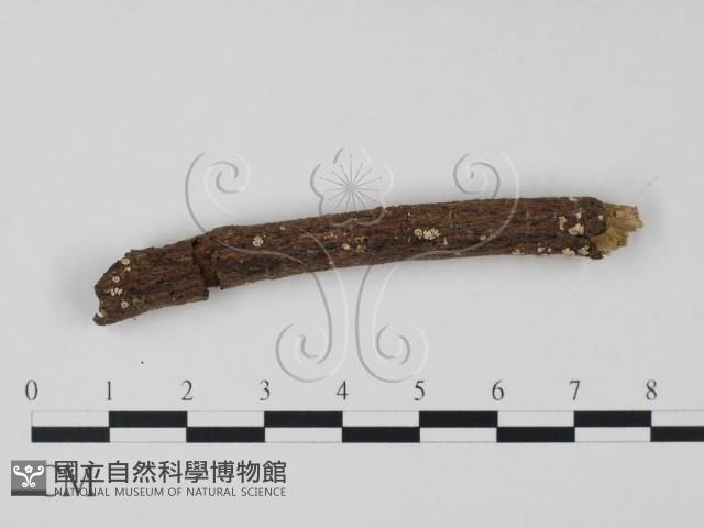 登錄號:F0010164藏品圖，第4張