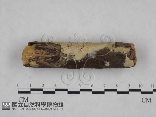 登錄號:F0025164藏品圖，第4張