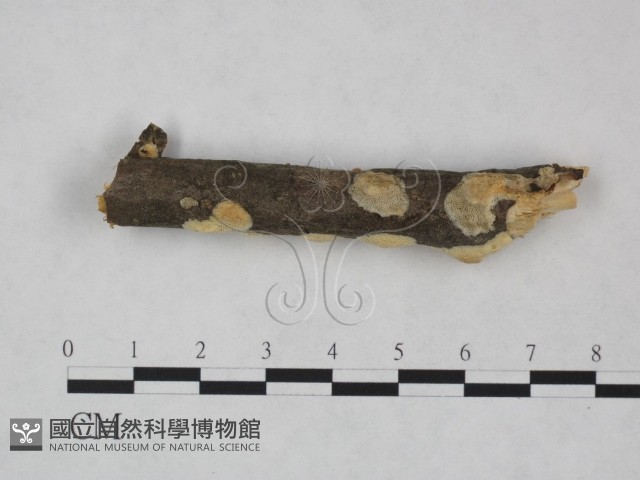 登錄號:F0022064藏品圖，第4張