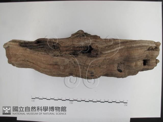 靈芝屬藏品圖，第4張