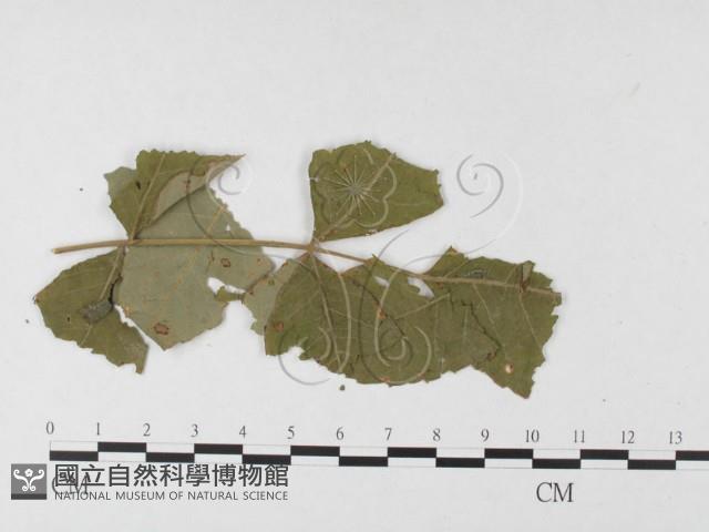 登錄號:F0026364藏品圖，第4張