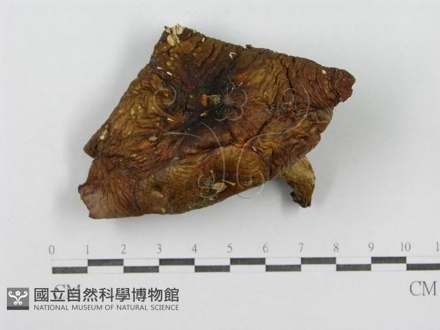 登錄號:F0016364藏品圖，第4張