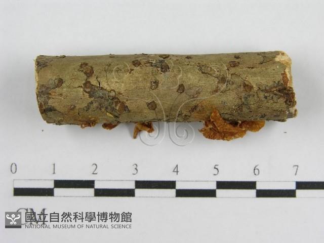 微皮傘屬藏品圖，第4張