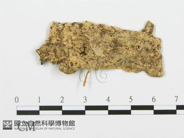 登錄號:F0017364藏品圖，第4張