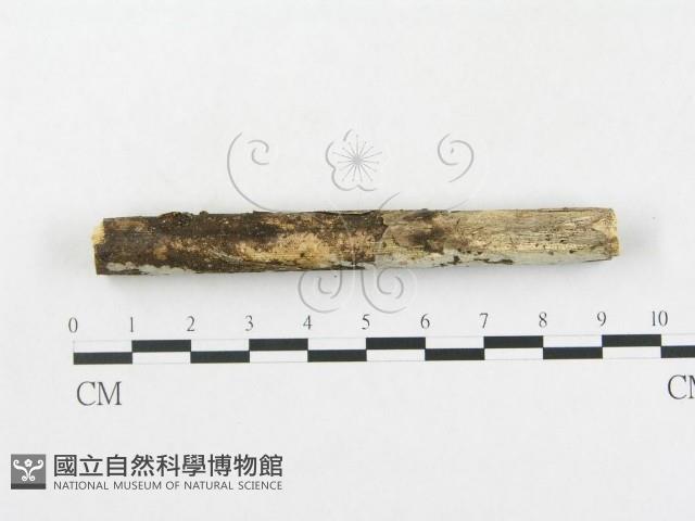 登錄號:F0005364藏品圖，第4張