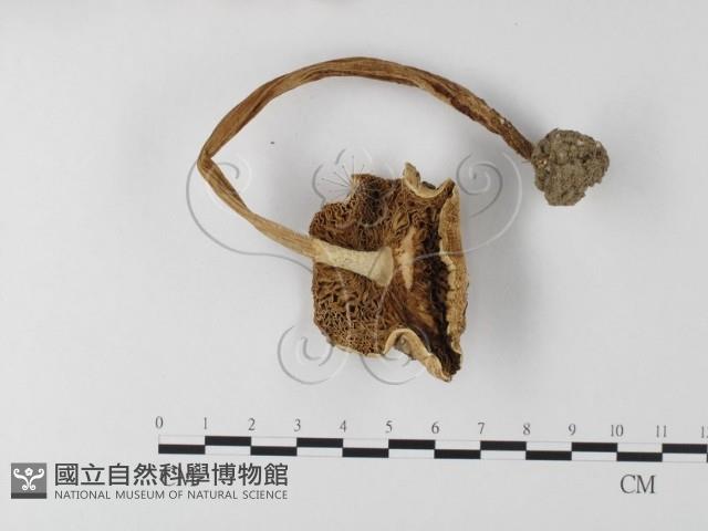 登錄號:F0003364藏品圖，第4張