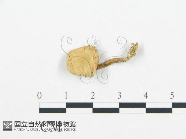 登錄號:F0020224藏品圖，第4張