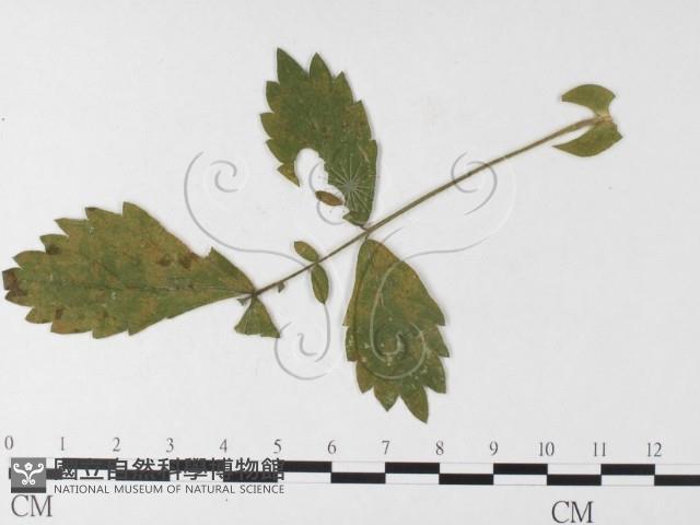 登錄號:F0026224藏品圖，第4張