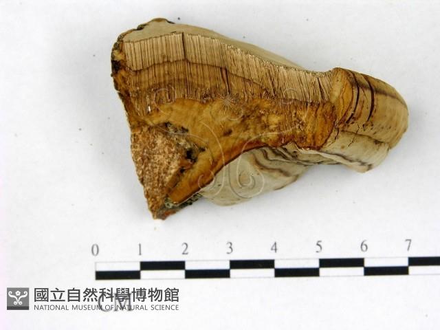 登錄號:F0017224藏品圖，第4張