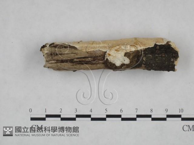 登錄號:F0025224藏品圖，第4張
