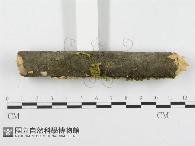 登錄號:F0001824藏品圖，第4張