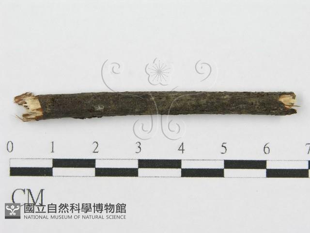 筍殼菌屬藏品圖，第4張