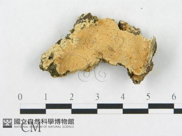 登錄號:F0019924藏品圖，第4張