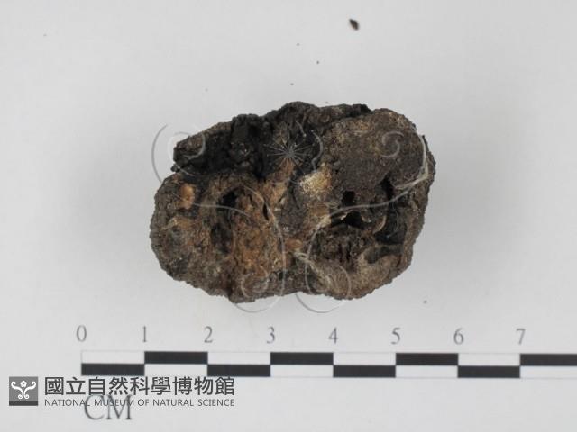 台灣塊菌藏品圖，第4張