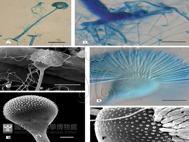 登錄號:F0020624藏品圖，第4張