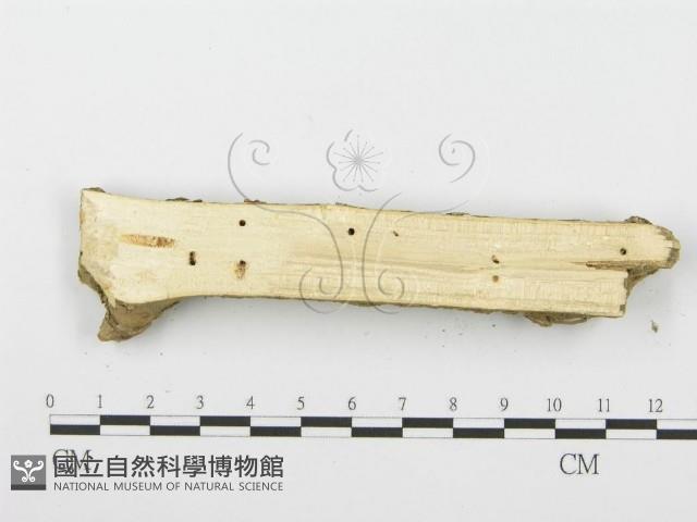 登錄號:F0001624藏品圖，第4張