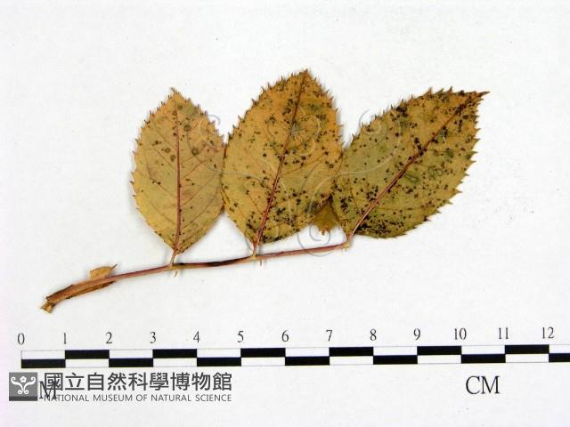 登錄號:F0004624藏品圖，第4張