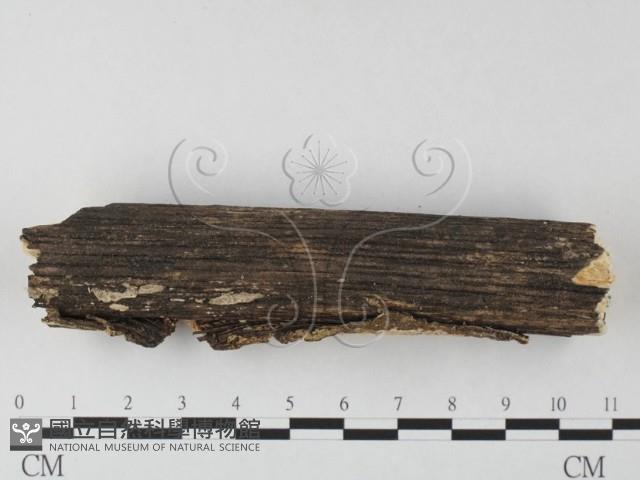 登錄號:F0025624藏品圖，第4張