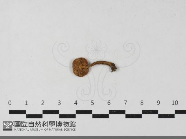 粉褶菌屬藏品圖，第4張