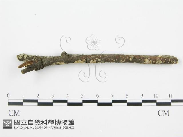 登錄號:F0002424藏品圖，第4張
