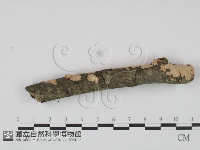 登錄號:F0002724藏品圖，第4張