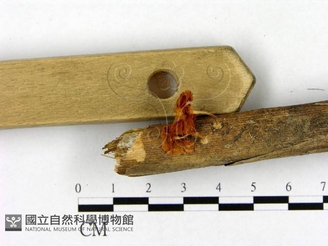 登錄號:F0012724藏品圖，第4張