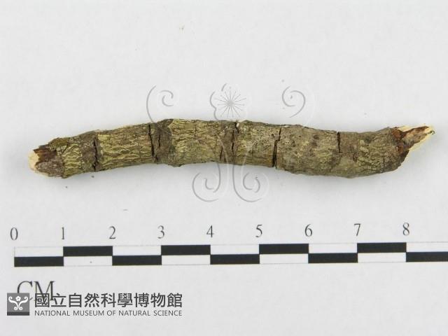 登錄號:F0000524藏品圖，第4張