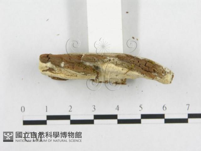 登錄號:F0007124藏品圖，第4張
