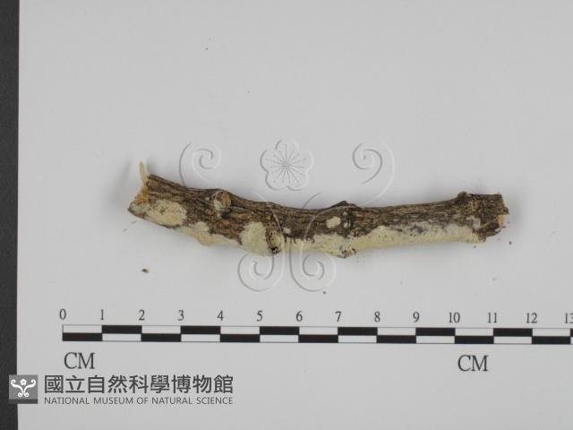 登錄號:F0010024藏品圖，第4張