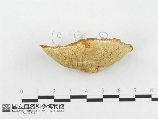 登錄號:F0014024藏品圖，第4張