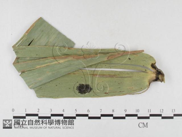 登錄號:F0026324藏品圖，第4張