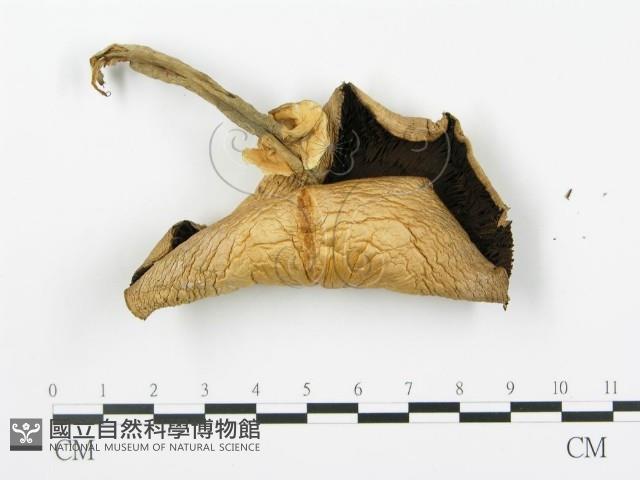 登錄號:F0016324藏品圖，第4張