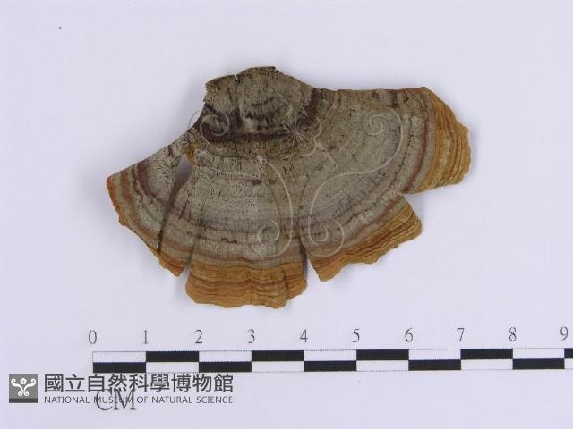 登錄號:F0017324藏品圖，第4張