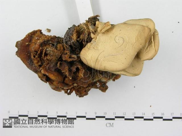 登錄號:F0003324藏品圖，第4張