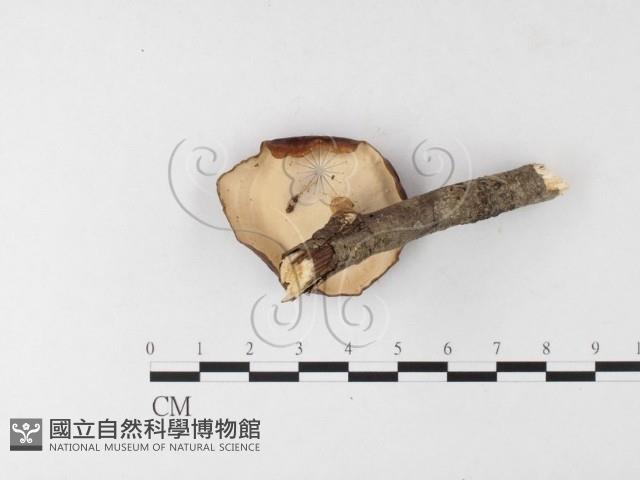 黄柄小孔菌藏品圖，第4張