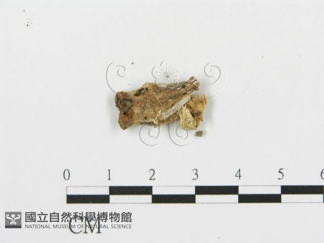 四孢蘑菇藏品圖，第4張