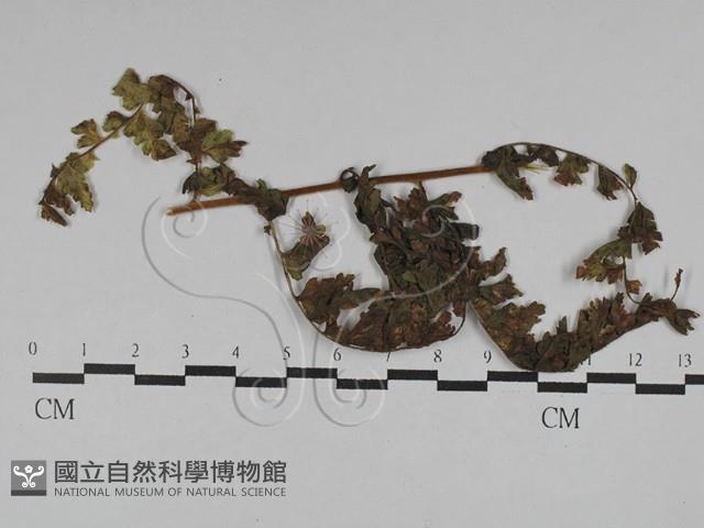 登錄號:F0028804藏品圖，第4張