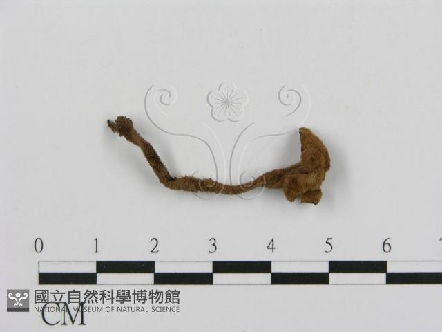 登錄號:F0018804藏品圖，第4張