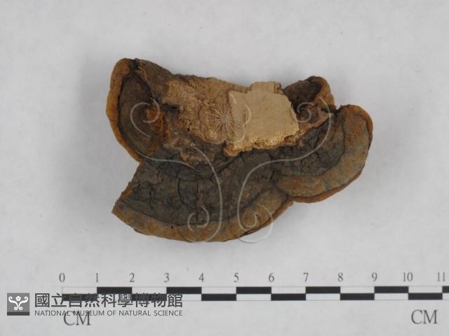 登錄號:F0024804藏品圖，第4張