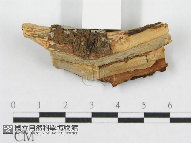筍殼菌屬藏品圖，第4張