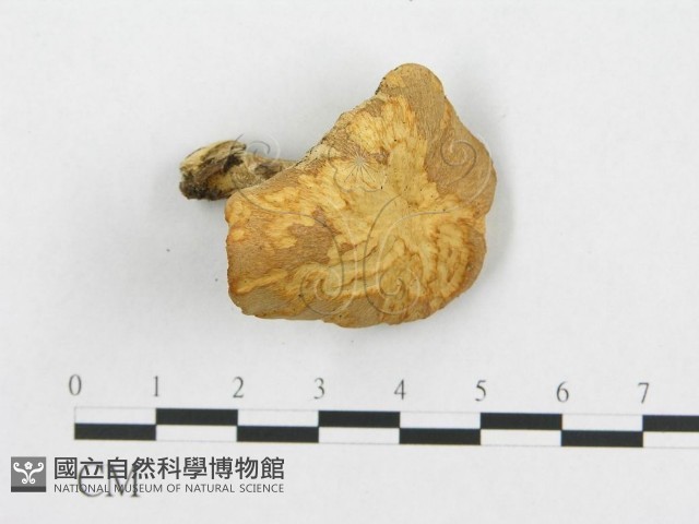 登錄號:F0005904藏品圖，第4張