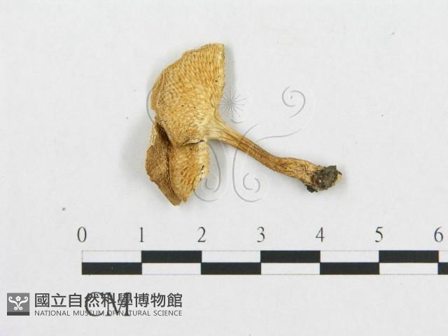 登錄號:F0019904藏品圖，第4張