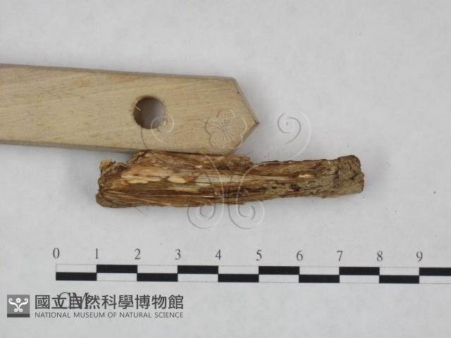 登錄號:F0023904藏品圖，第4張