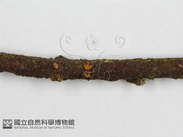 微皮傘屬藏品圖，第4張