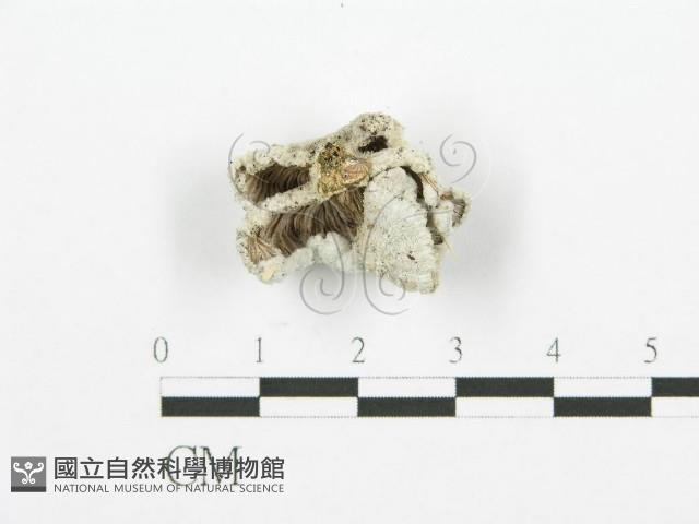 裂褶菌藏品圖，第4張