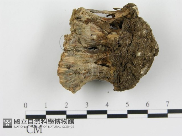 波邊革菌屬藏品圖，第4張