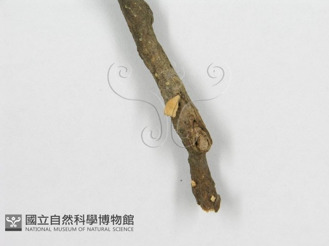 微皮傘屬藏品圖，第4張
