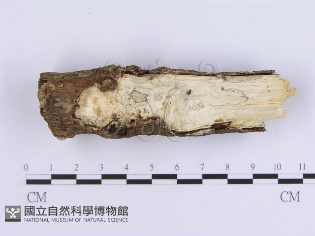 登錄號:F0020404藏品圖，第4張