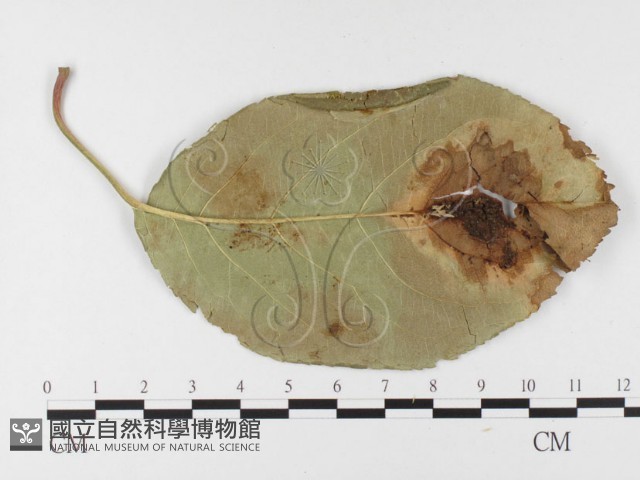 登錄號:F0026404藏品圖，第4張