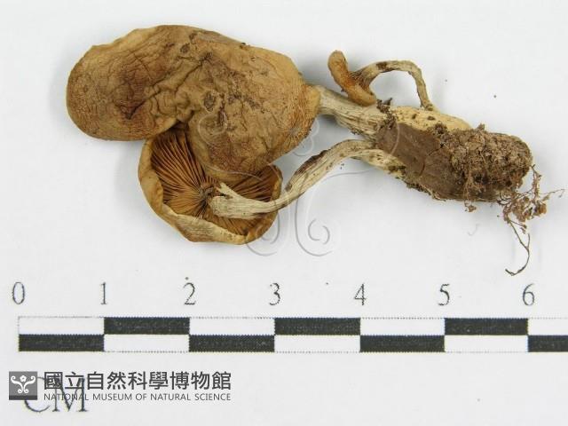 登錄號:F0014404藏品圖，第4張